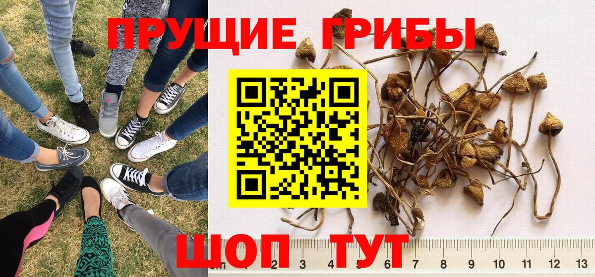 Артёмовский  Галлюциногенные грибы Psilocybe  Вход с VPN 